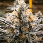 High Fructose Corn Syrup Strains