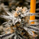 High Fructose Corn Syrup Strains