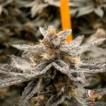 High Fructose Corn Syrup Strains