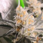 Astronaut Status #24 Stecklinge