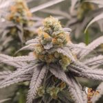 Astronaut Status #24 Stecklinge