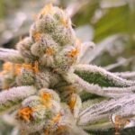 Astronaut Status #24 Stecklinge