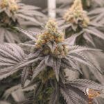 Astronaut Status #24 Stecklinge