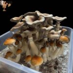 Blue Magnolia Mushroom Growbox