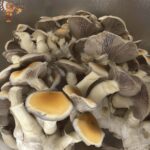 Blue Magnolia Strains