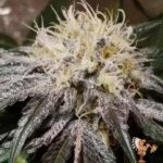 Kush Mints Cannabis Stecklinge – Seed Junky Genetics