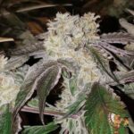 Kush Mints Stecklinge – Seed Junky Genetics