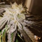 Kush Mints Stecklinge – Seed Junky Genetics
