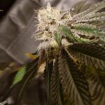 Kush Mints Stecklinge – Seed Junky Genetics