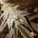 Kush Mints Strains – Seed Junky Genetics