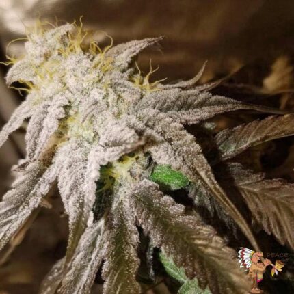 Kush Mints Strains – Seed Junky Genetics