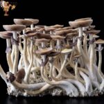 Jedi Mind Fuck Mushrooms