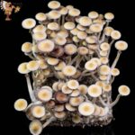 Jedi Mind Fuck Mushrooms