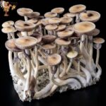 Jedi Mind Fuck Mushrooms