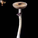 Jedi Mind Fuck Mushrooms