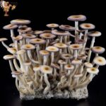 Jedi Mind Fuck Mushrooms