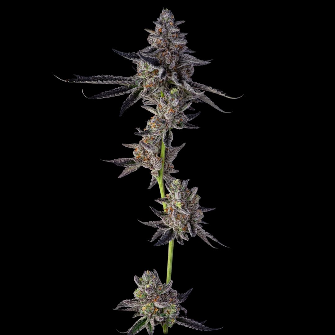Runtz Strain - Indoor Anbau