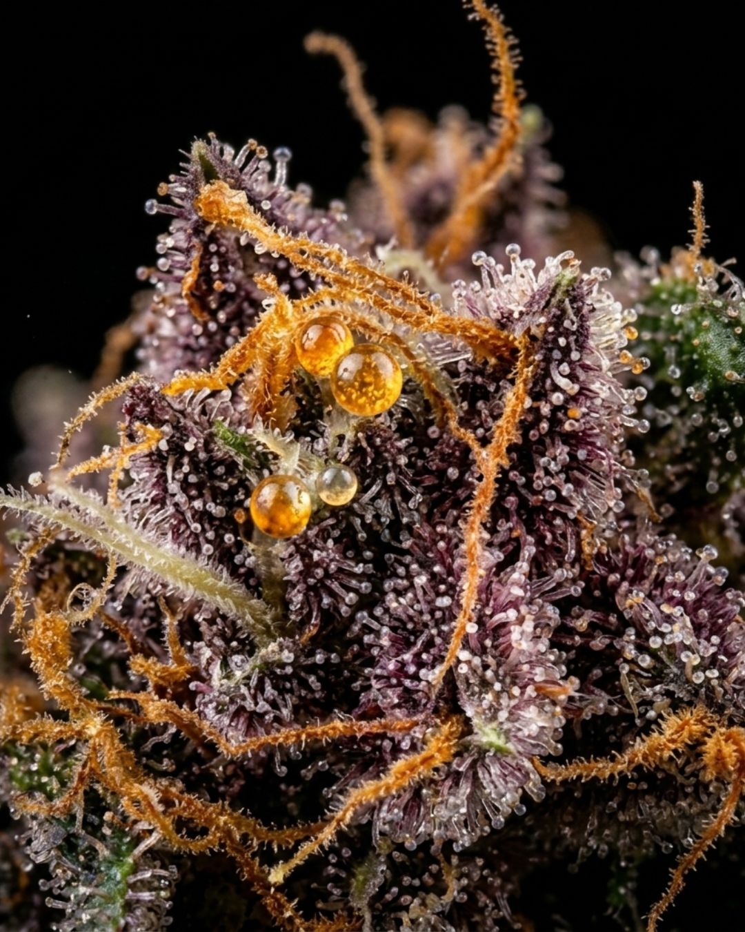 Gelato Cannabis Strain