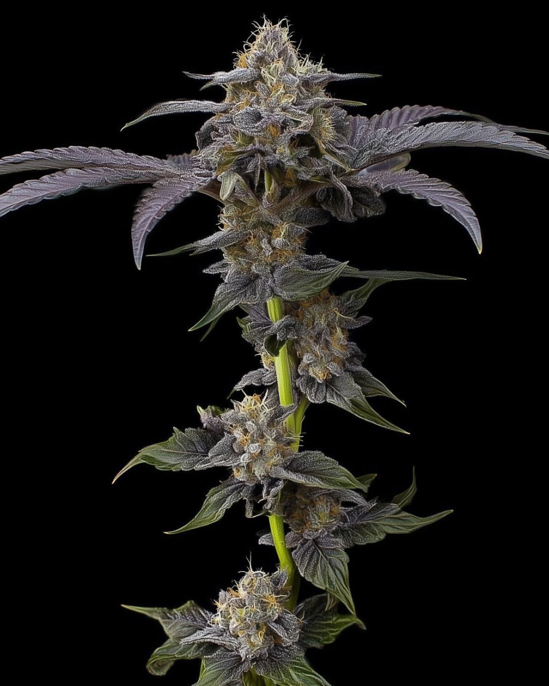 GMO Cookies Strain
