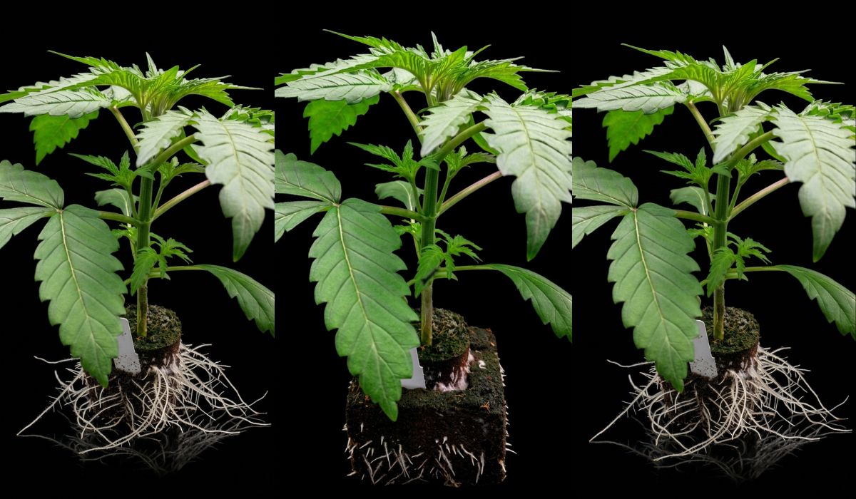 Hanfsämlinge & Cannabis Sämlinge