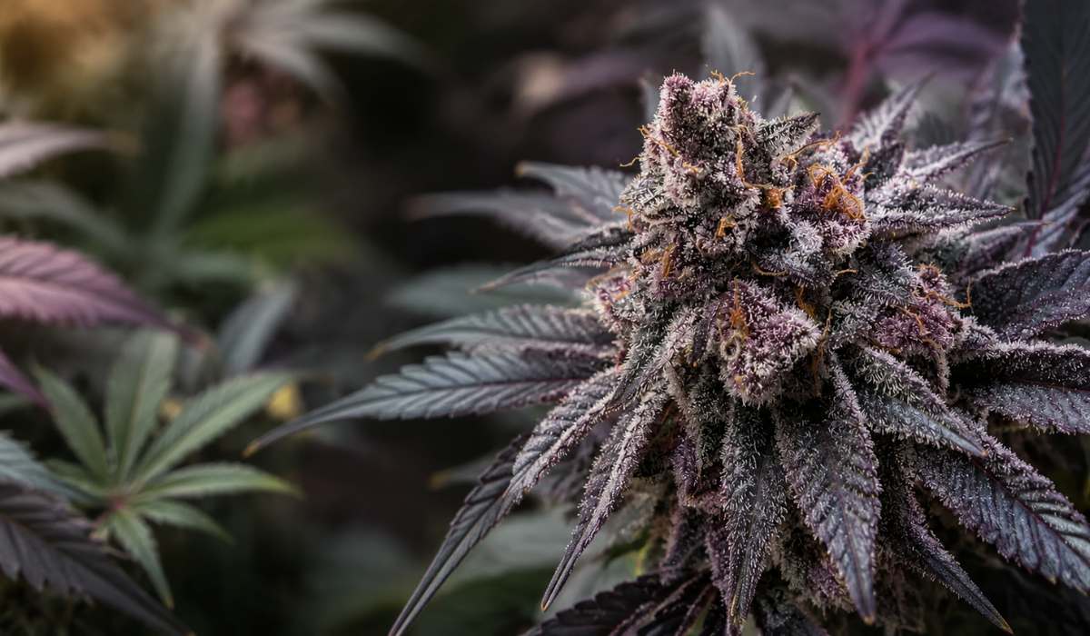 Wedding Cake Strain