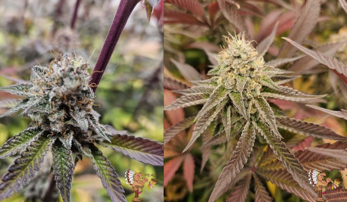 Wedding Cake Strain