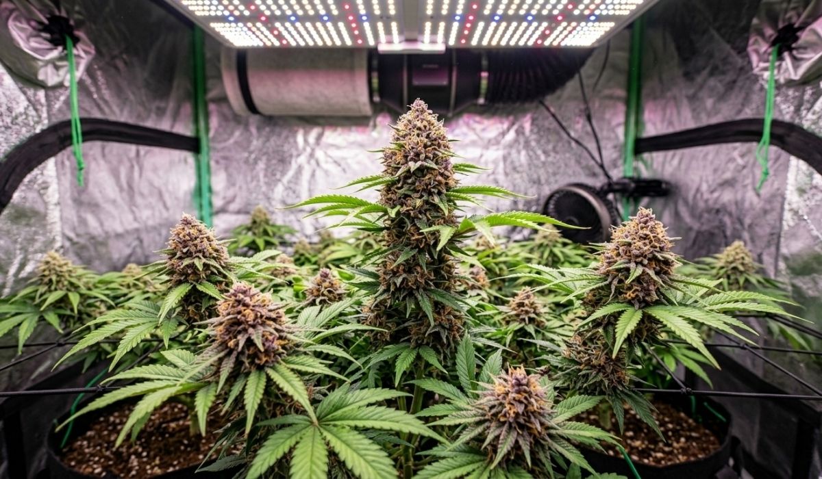 Wilberry Pie Cannabis Strains