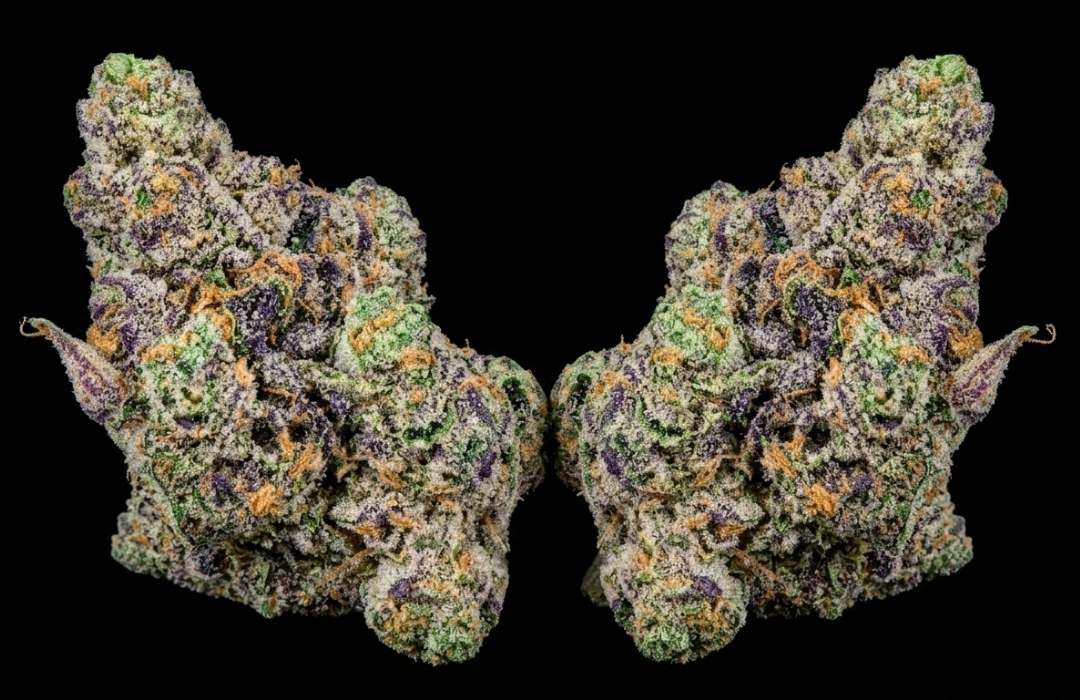 Jet Fuel Gelato Strain