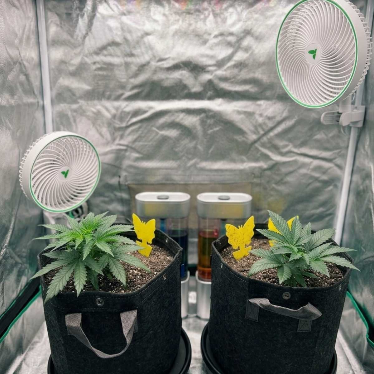 Cannabis Stecklinge richtig pflegen