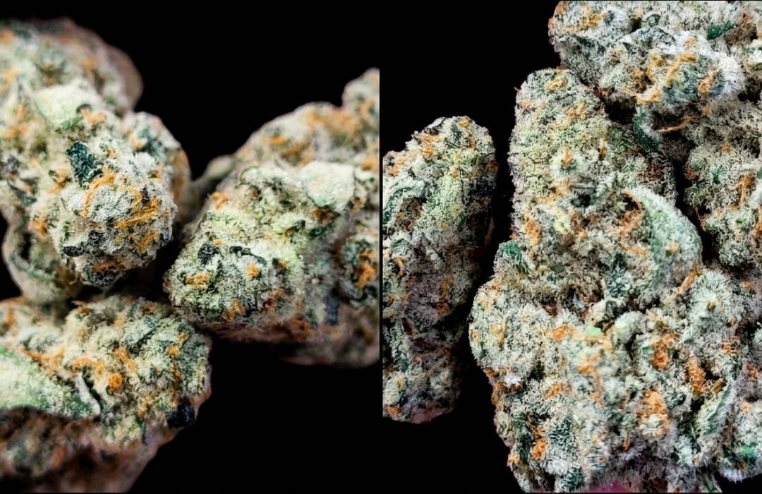 Alien Mints Strain