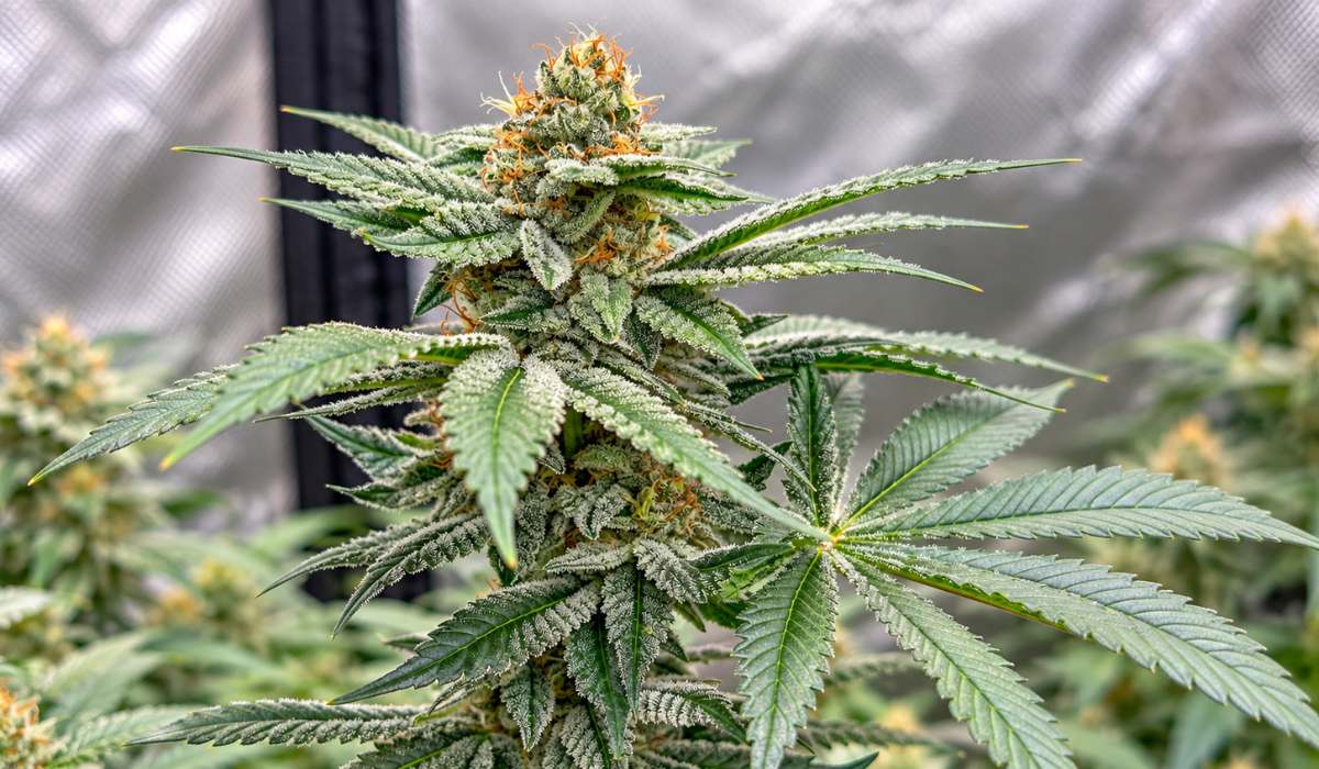 Frostige Cannabis-Blüte mit dichter Trichomschicht und orangefarbenen Pistillen im Growzelt