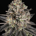 Blue Dream Cannabis Pflanze mit frostigen Buds und violetten Blättern