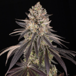 Blue Dream Strain Nahaufnahme einer stark harzigen Cannabis Blüte