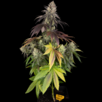 Blue Dream Pflanze in der Blütephase mit grünen und violetten Blättern