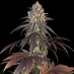 Blue Dream Strain Pflanze mit harzigen Blüten und dunklen Blättern auf schwarzem Hintergrund