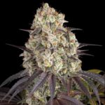 Barneys Farm Gary Payton Hanfsamen