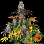 Barneys Farm Gary Payton Hanfsamen