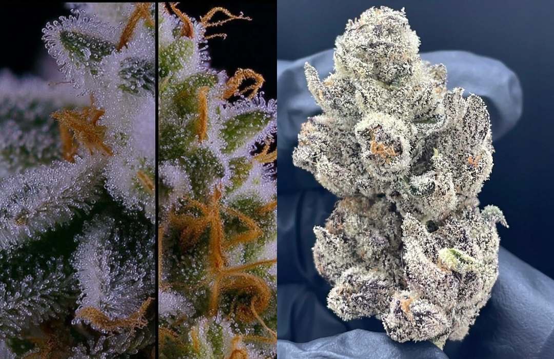 Blue Lobster Strain