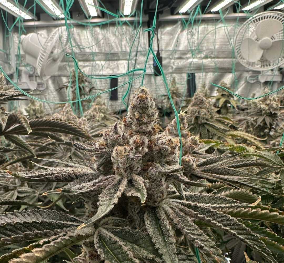 Cannabis Sorten für Anfänger