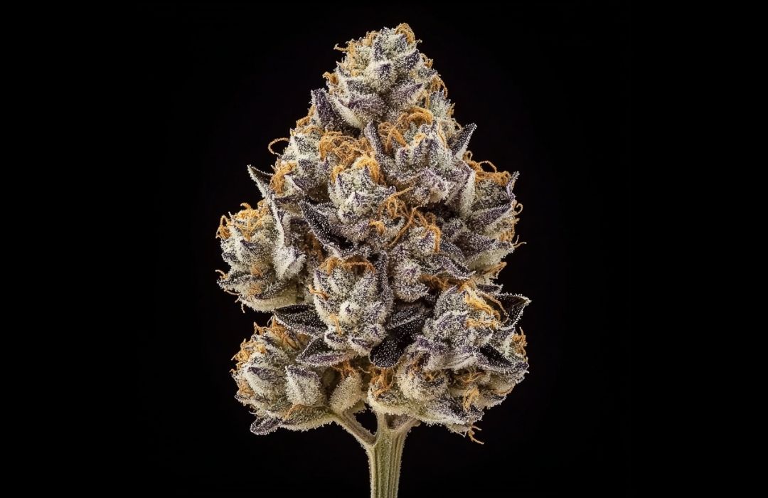 Cosmic Cream Strain Bud in Studioqualität – pyramidenförmiger Hauptbud mit intensiv violett-schwarzer Blattfärbung, extremer weißer Trichom-Bedeckung und leuchtend orangen Pistillen.