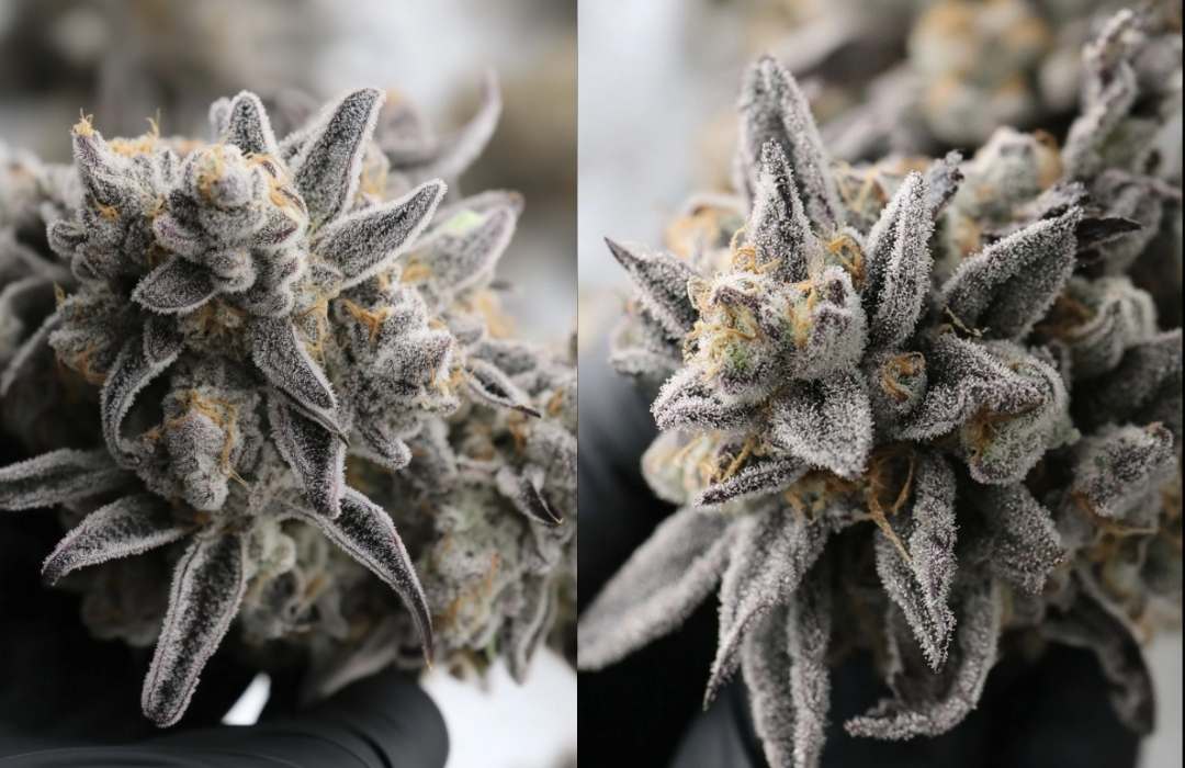 Grape Galena Strain