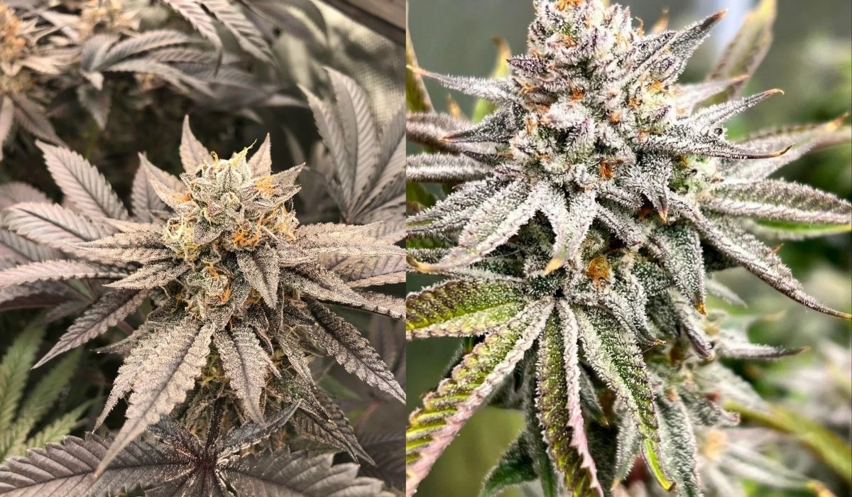 Ice Cream Cake Strains Vergleich zweier Phänotypen: violett-grauer Indoor-Bud vs. grün-rosa Außenblüte