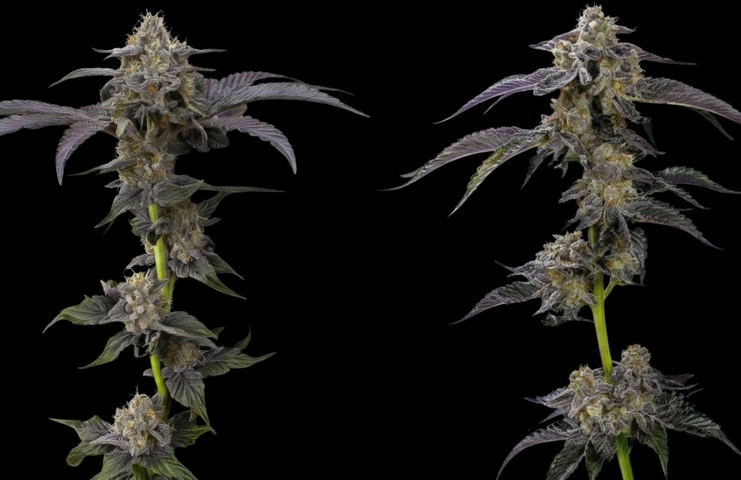 Tubitti Frubitti Strain