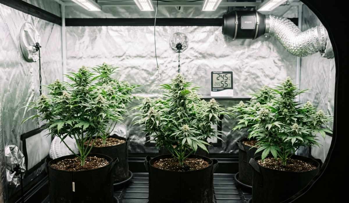 Drei blühende Cannabispflanzen im Growzelt mit digitalem Hygrometer 24,5 Grad und 55 Prozent Luftfeuchtigkeit, LED-Beleuchtung und Inline-Ventilator für professionellen Indoor Cannabis Anbau