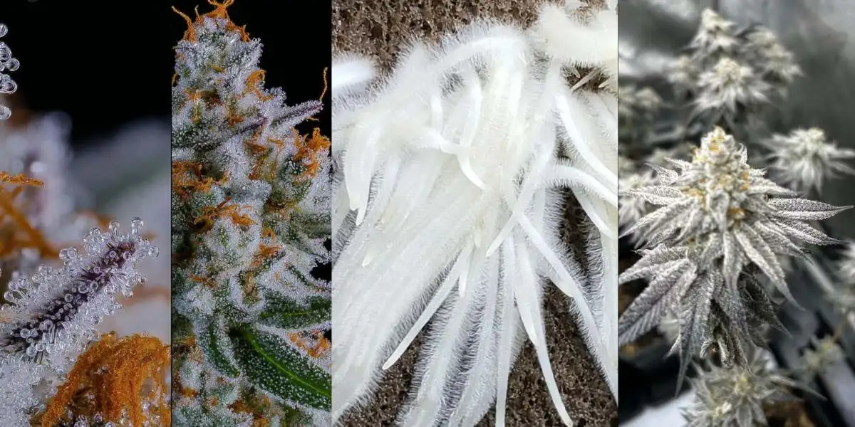 Cannabis Blüten mit dichten Trichomen – Makroaufnahme von Cannabis Knospen mit Trichom-Kristallen als Ergebnis optimaler Cannabis Dünger Versorgung beim Indoor Anbau