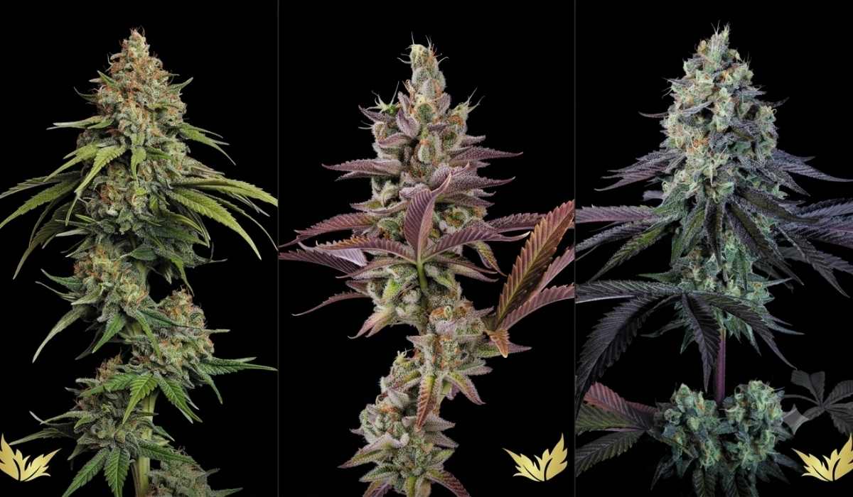 Paradise Seeds Cannabis Samen Makroaufnahme mit hoher Keimrate auf dunklem Untergrund