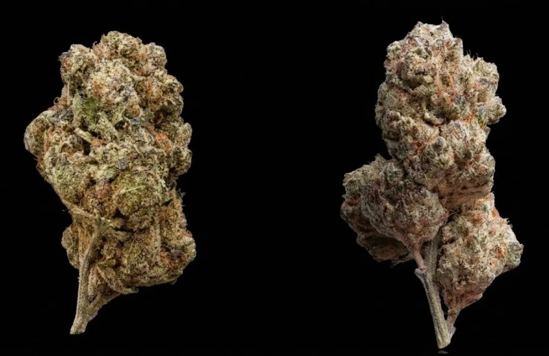 Barney's Farm Buds Makroaufnahme mit dichten Trichomen und Premium-Genetik im Detail