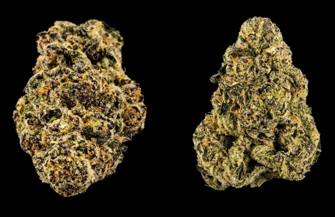 Green House Seeds Premium-Buds White Widow und Super Lemon Haze Vergleich mit dichten Trichomen