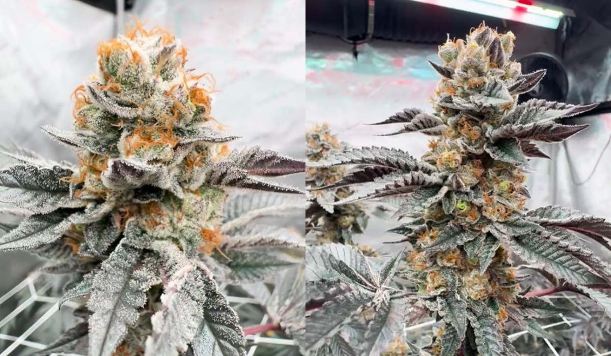 Girl Scout Cookies Strain