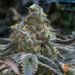 Dante's Wrath #48 Strain
